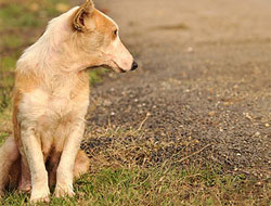 Anne köpeğin verdiği insanlık dersi