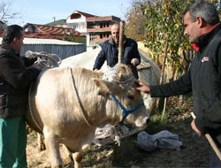 Müshilli kola içirip vurgun yaptılar